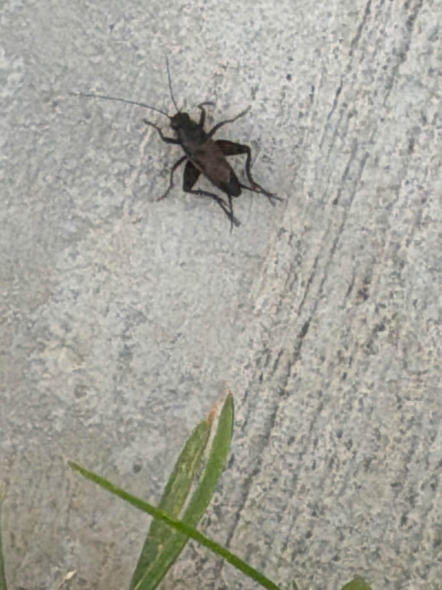 Western conifer seed bug
