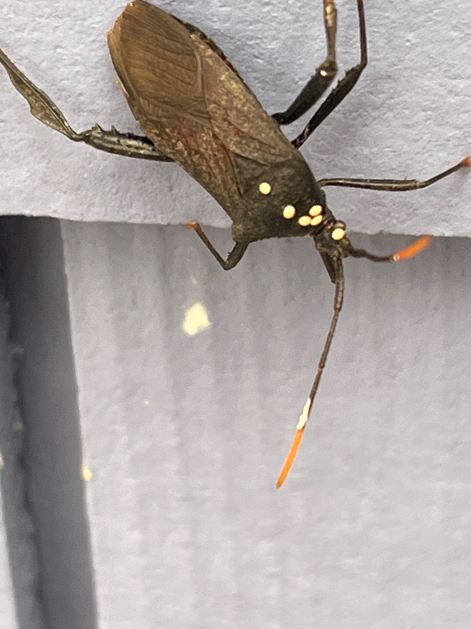Western Conifer Seed Bug