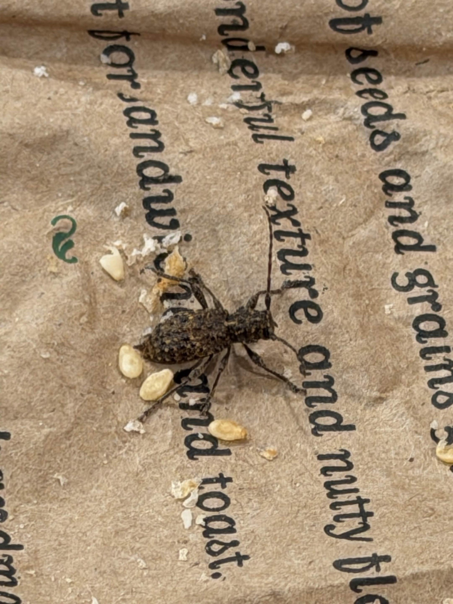 Western conifer seed bug