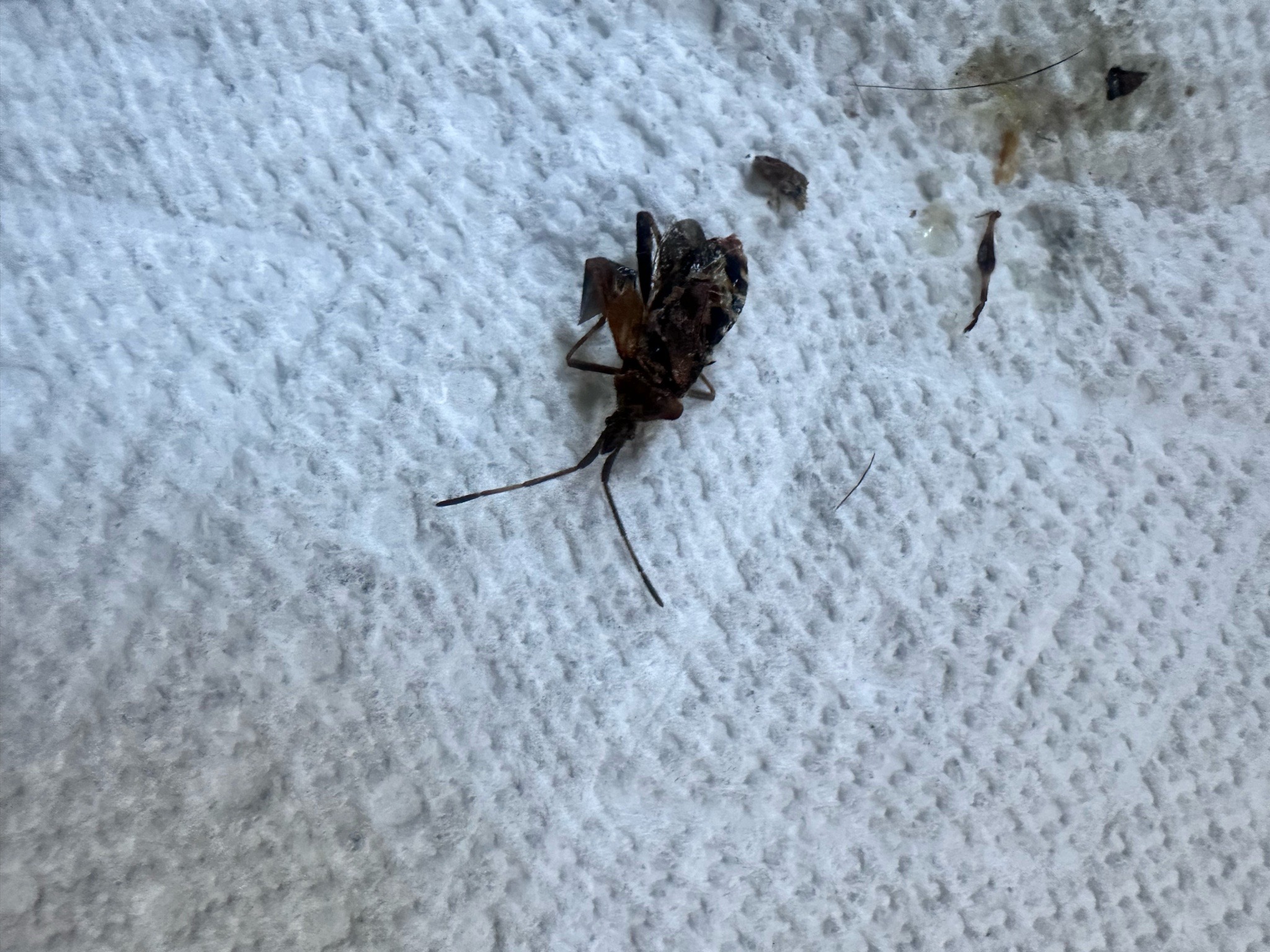 Western Conifer Seed Bug