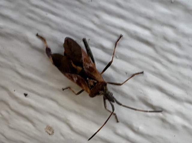 Western Conifer Seed Bug