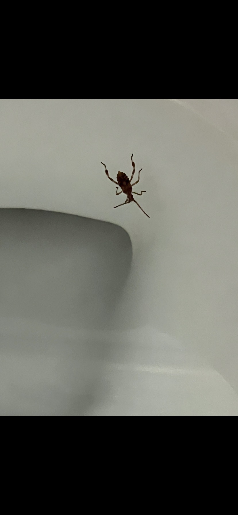 Western Conifer Seed Bug nymph