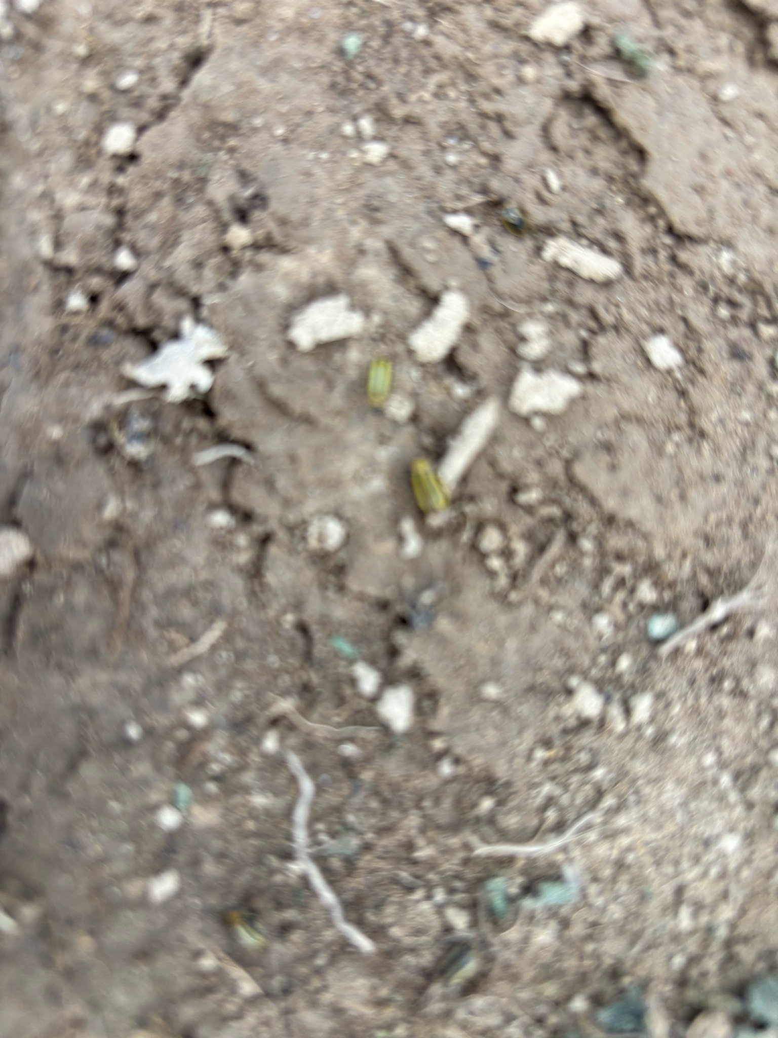 Western Corn Rootworm