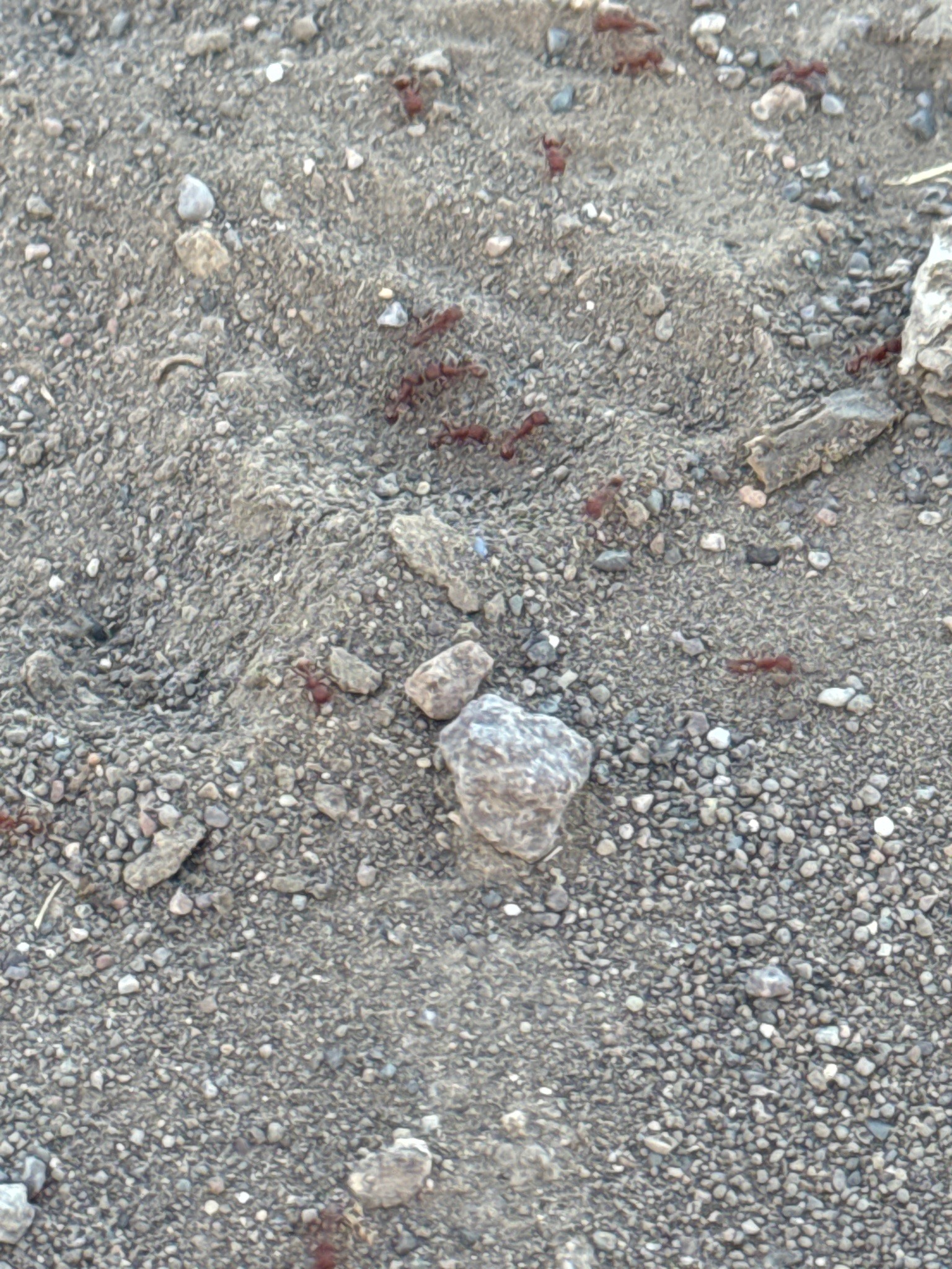 Western Harvester Ant