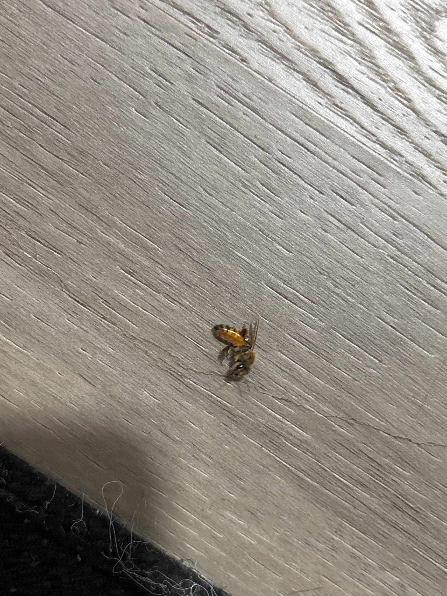 Western honey bee