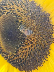 Western Honey Bee
