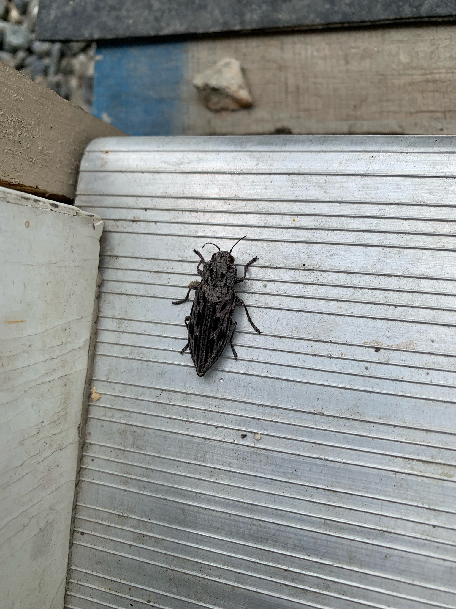 Western Sculptured Pine Borer