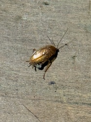 Western Wood Cockroach