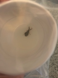 Wheel Bug
