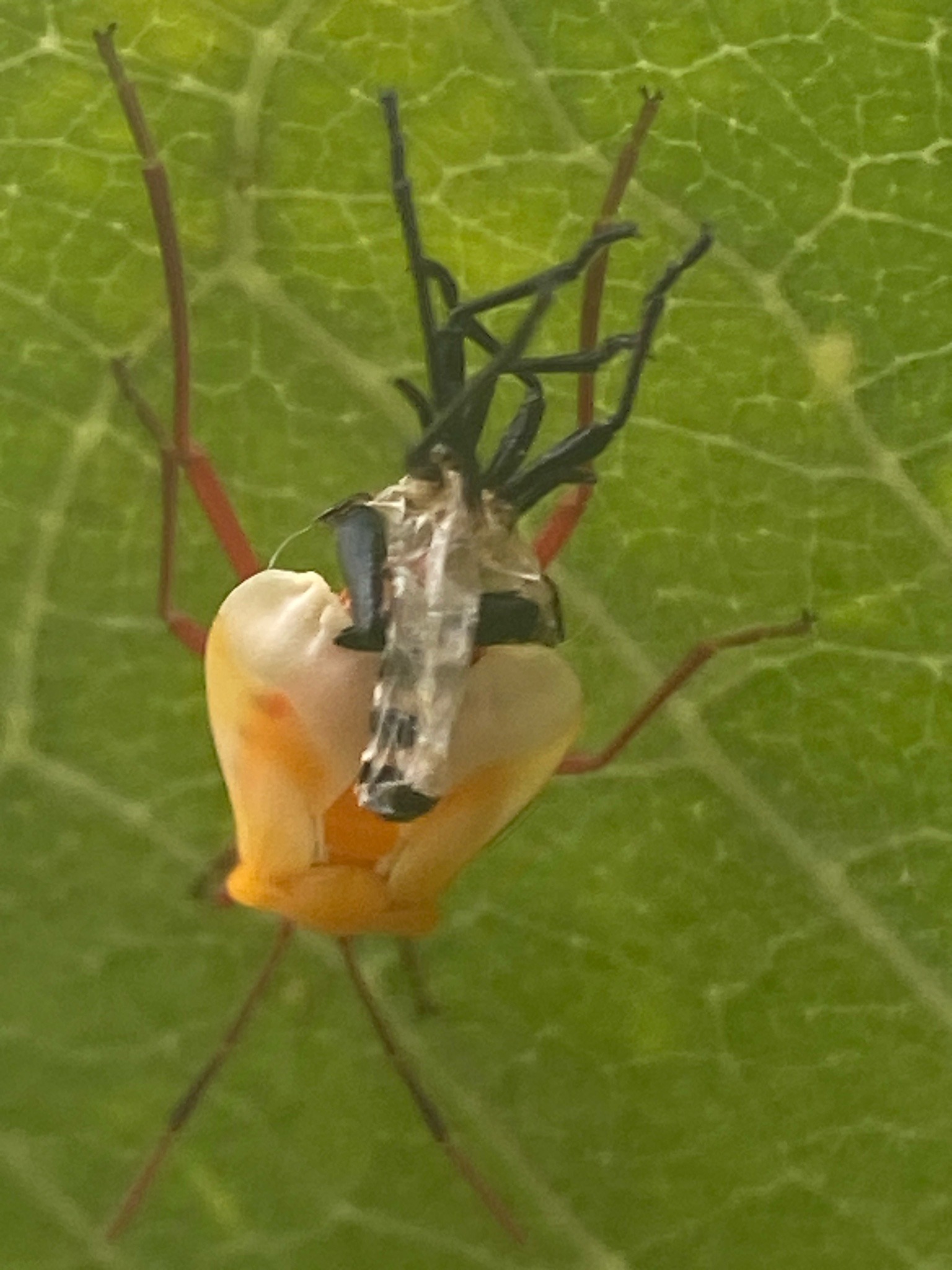 Wheel bug nymph (assassin bug)