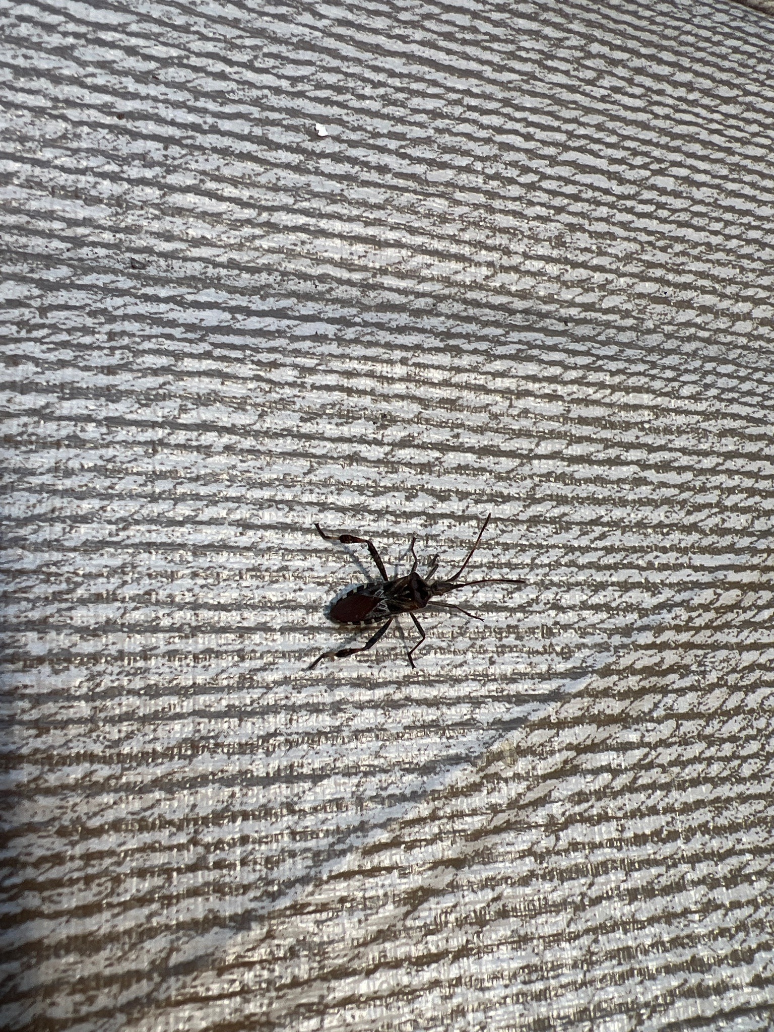 Wheel bug nymph (likely)
