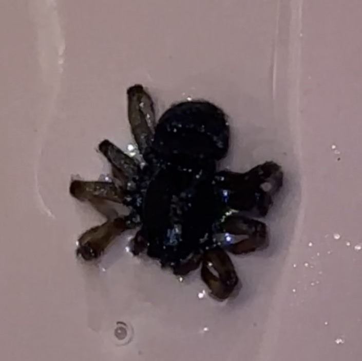 Whirligig beetle