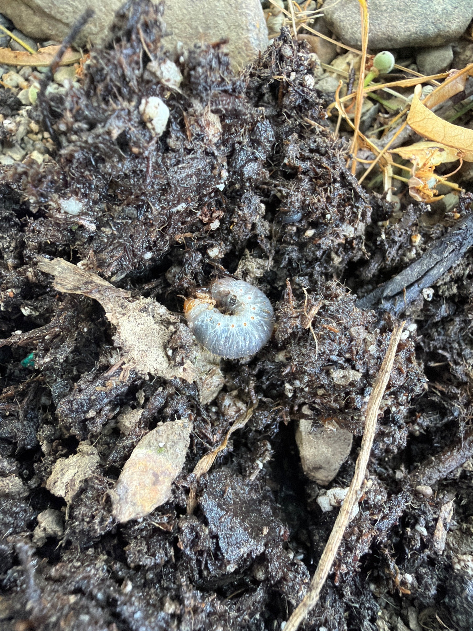 White Grub (Scarab Beetle Larva)