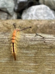 White-marked tussock moth caterpillar