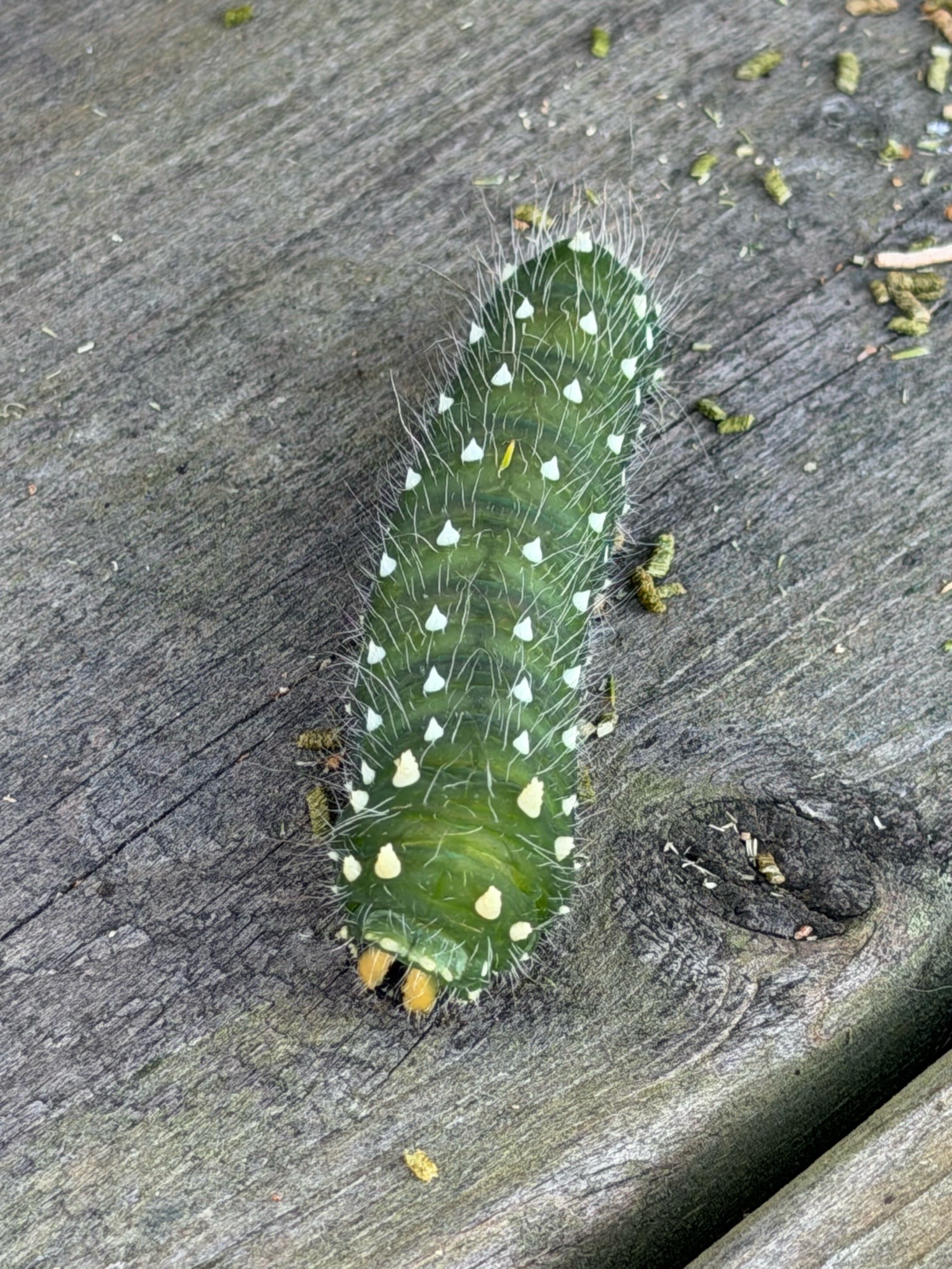 White-marked tussock moth caterpillar