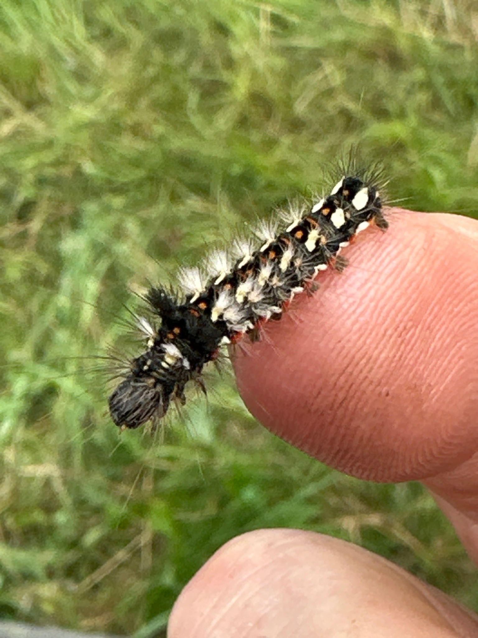 White-marked tussock moth caterpillar