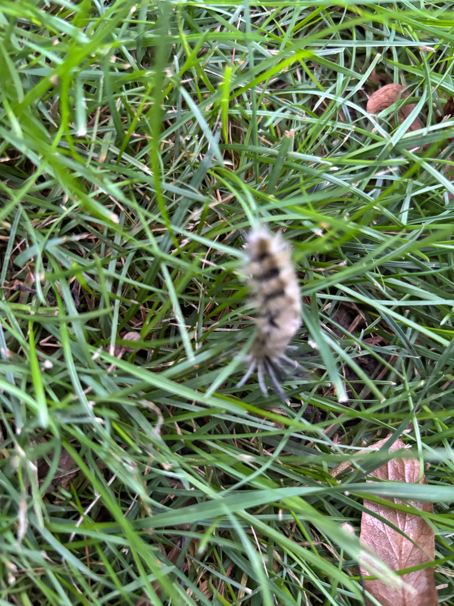 White-marked tussock moth caterpillar