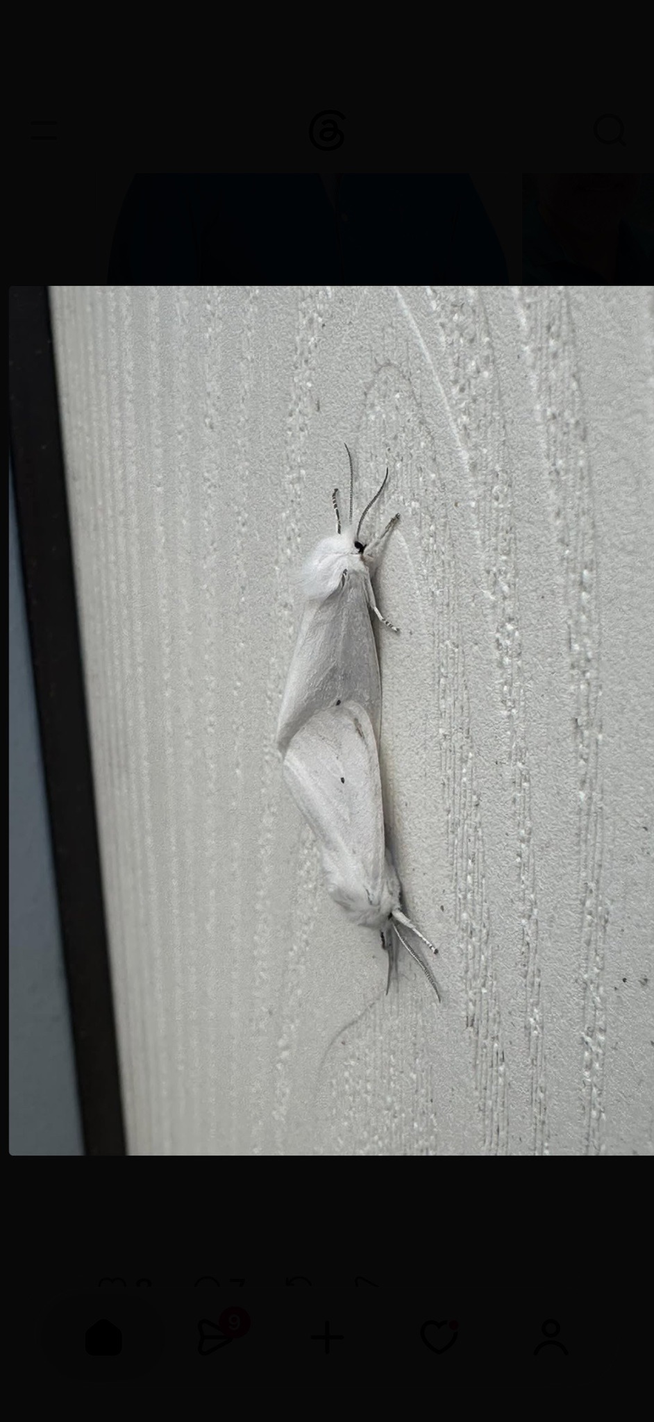 White plume moth