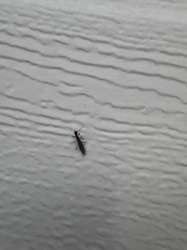 Winged termite (alate)