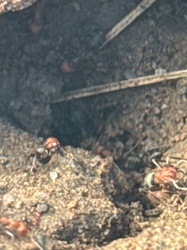 Wood Ant (likely Red Wood Ant or Southern Wood Ant)