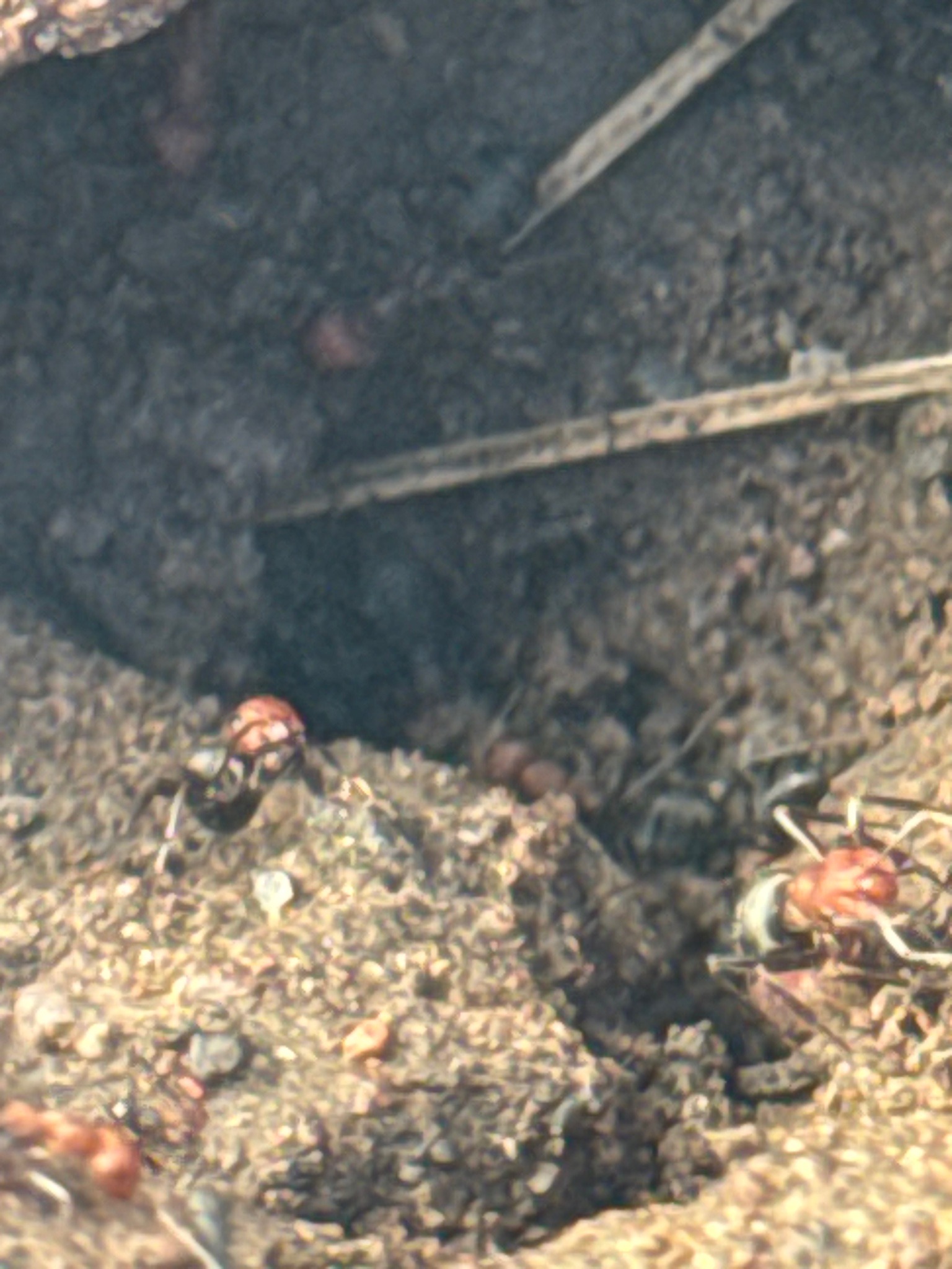 Wood Ant (likely Red Wood Ant or Southern Wood Ant)