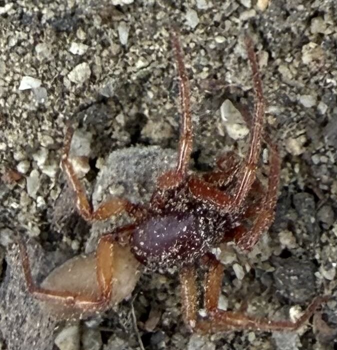 Woodlouse Hunter Spider