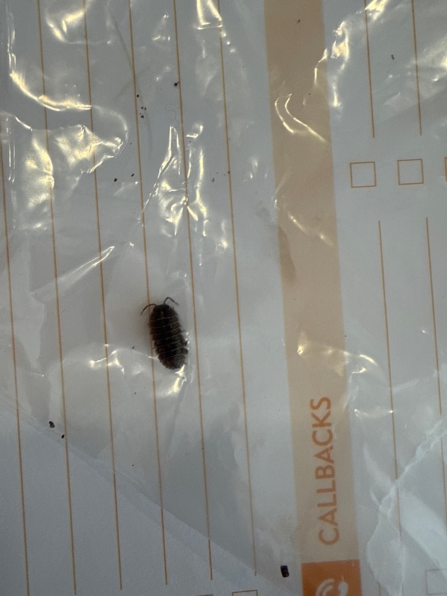 Woodlouse (sowbug)