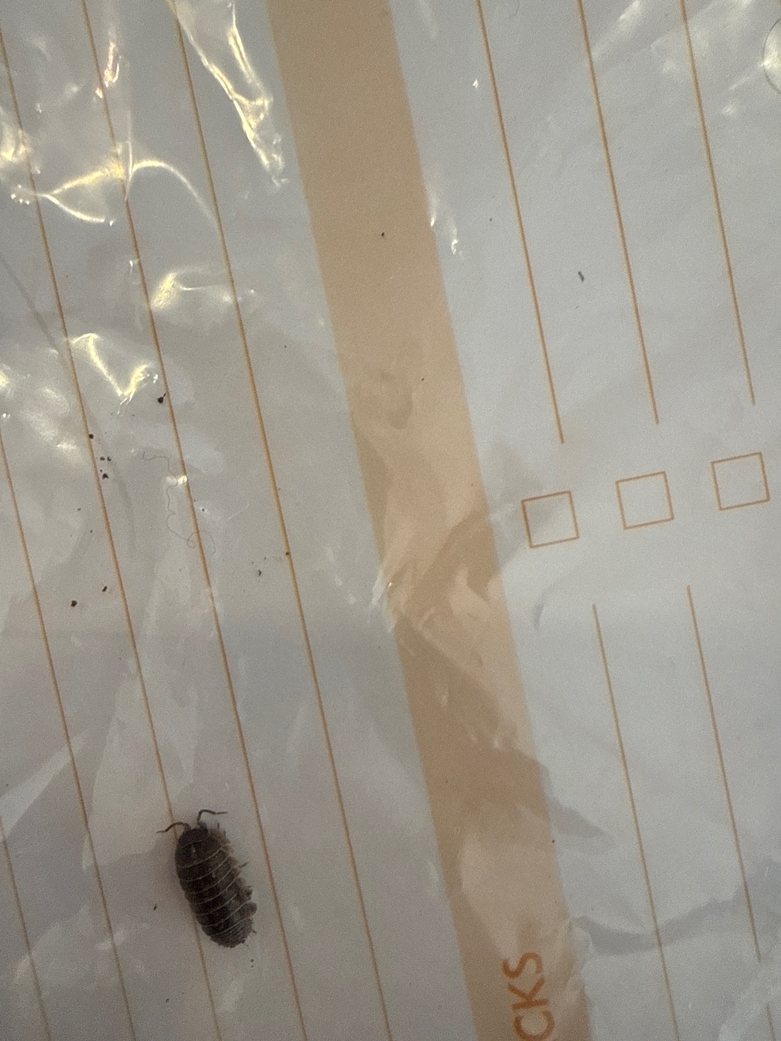 Woodlouse (sowbug)