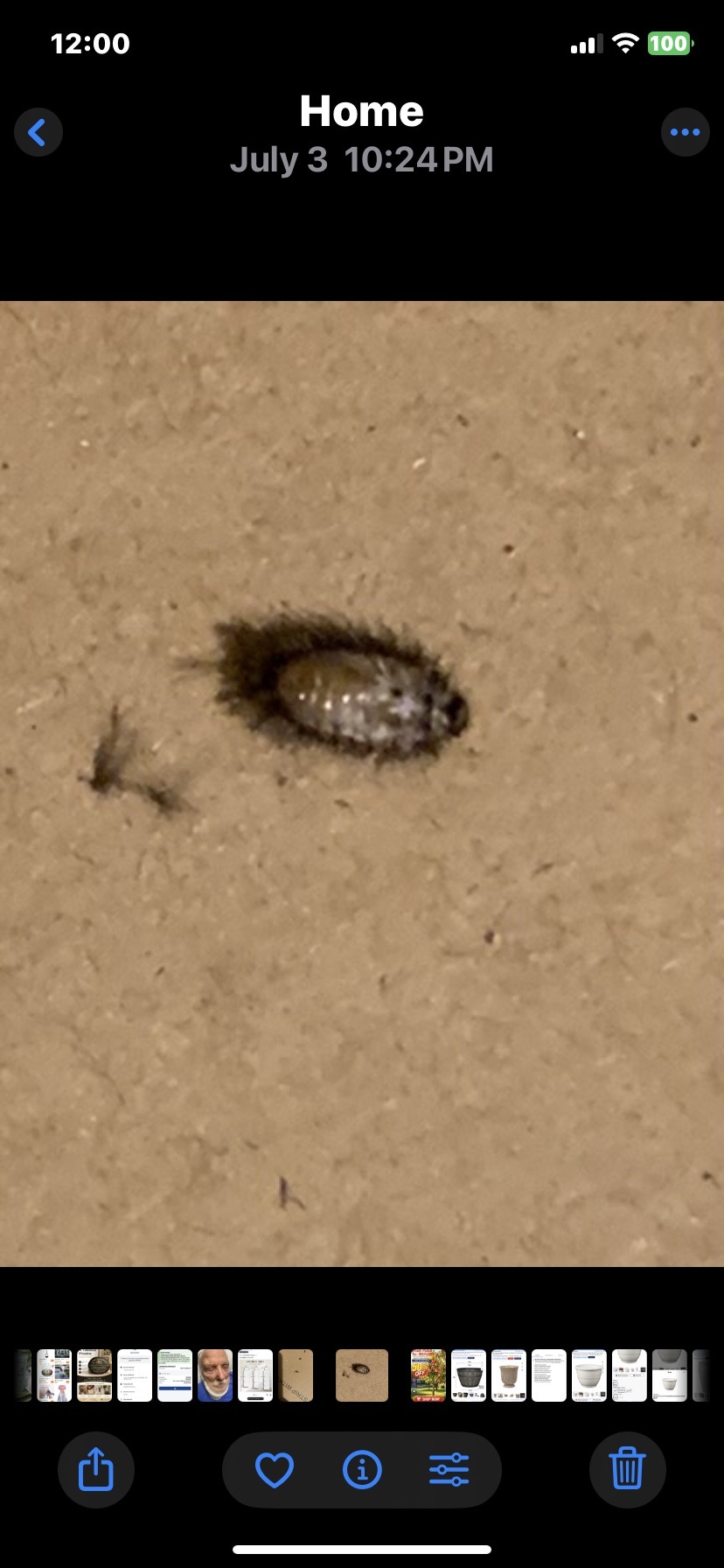 Woodlouse (sowbug/pillbug)