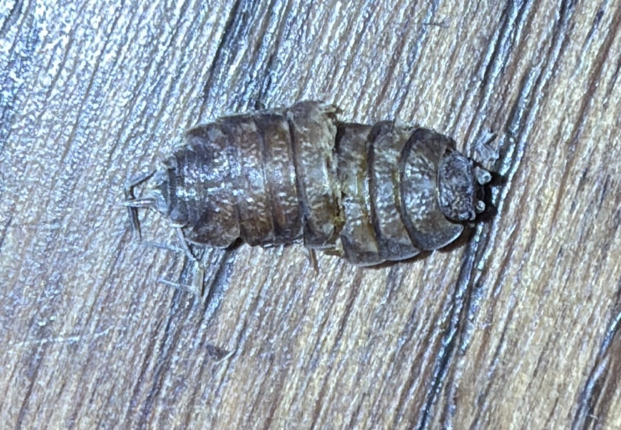Woodlouse (specifically a Pill bug or Sowbug)