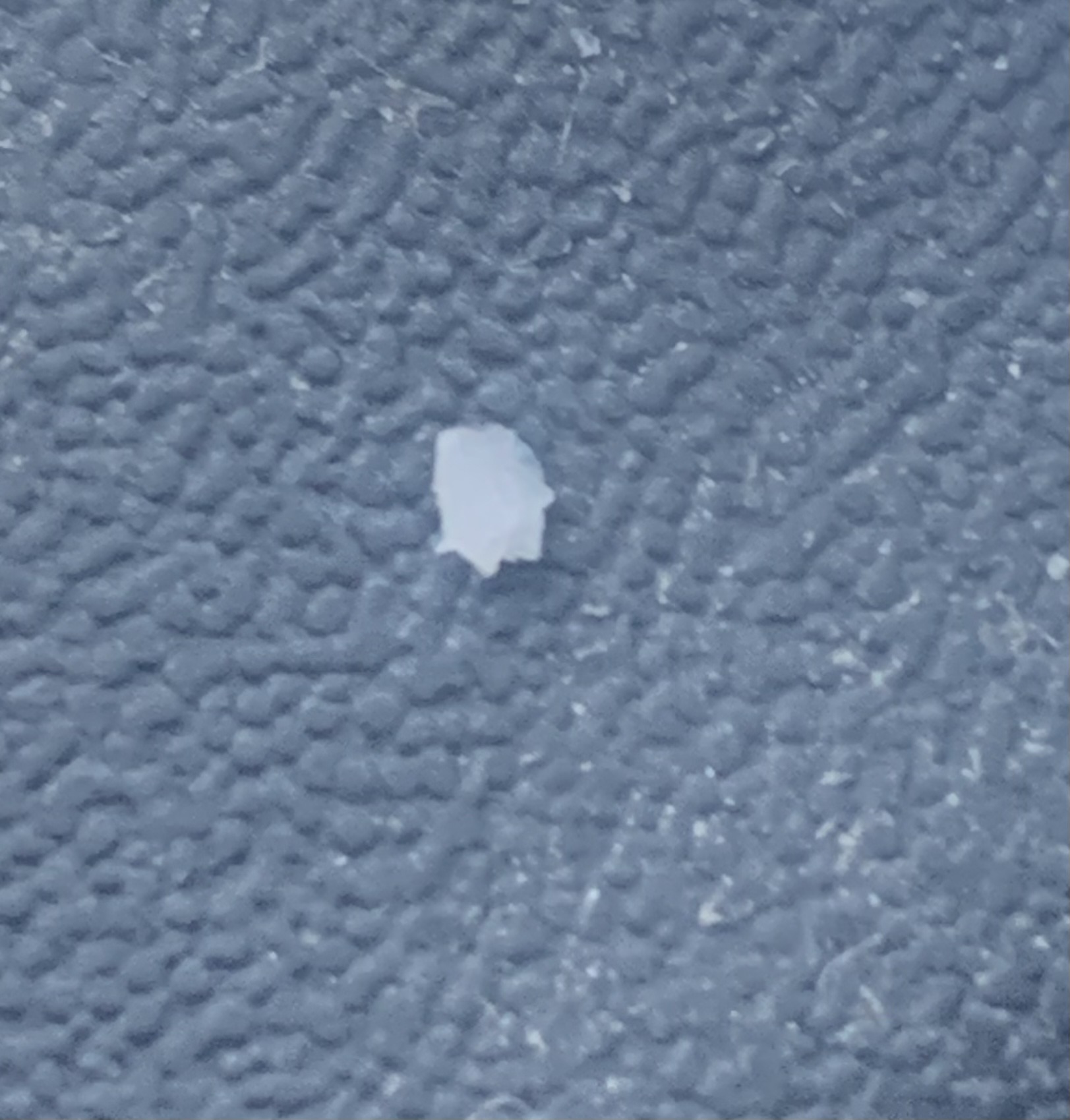 Woolly Aphid