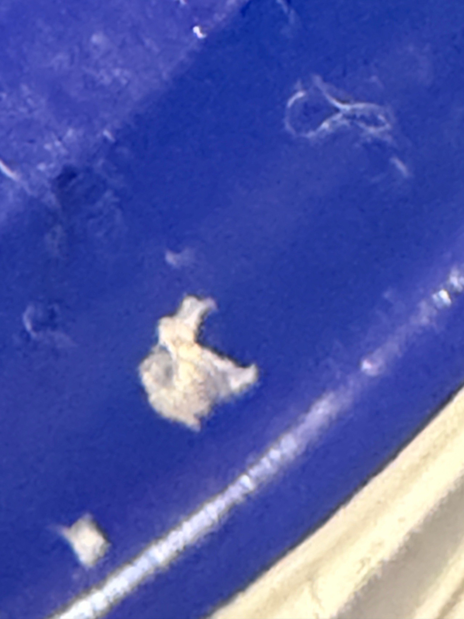 Woolly Aphid