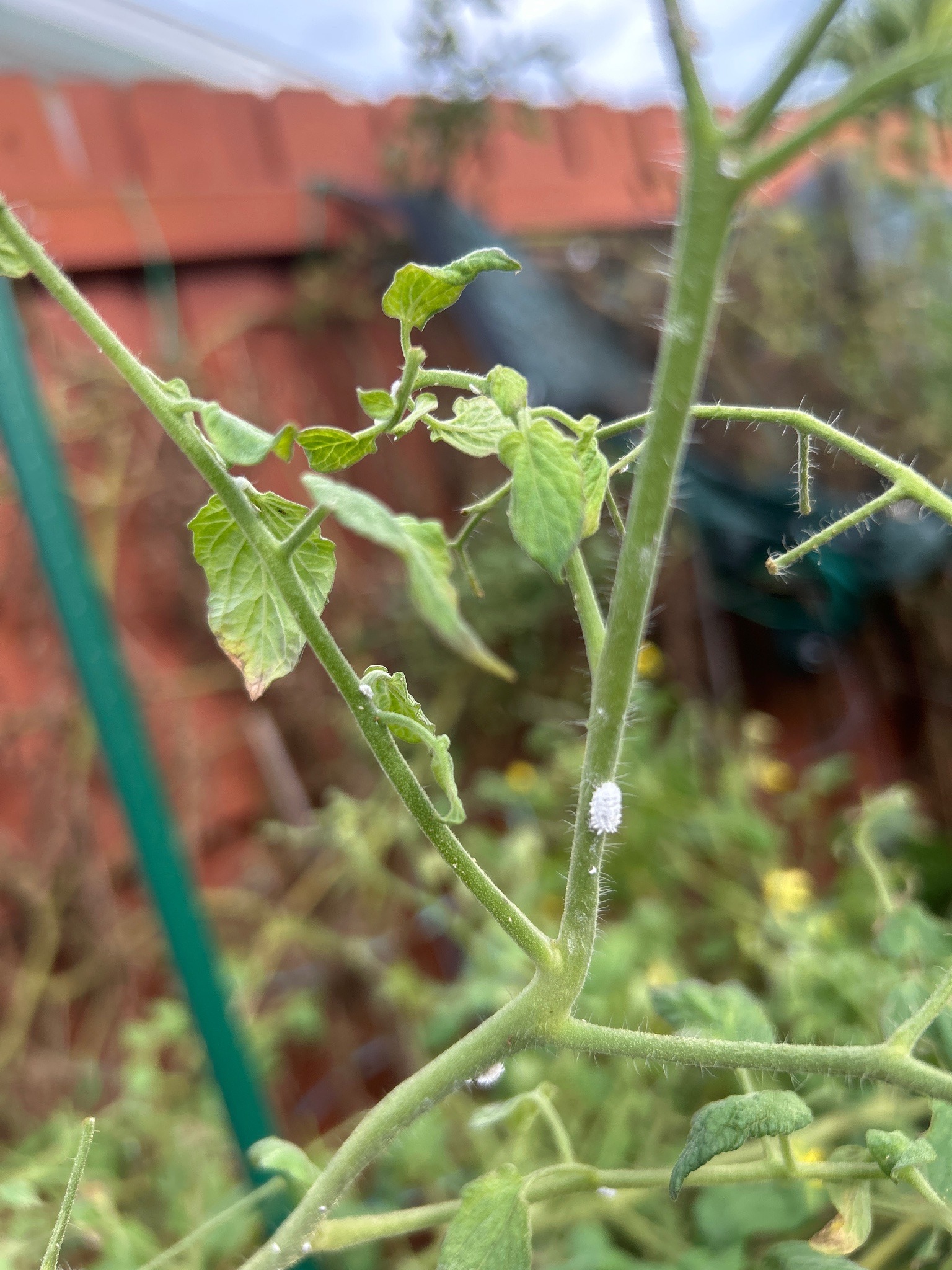 Woolly aphid (likely cotton aphid relative)