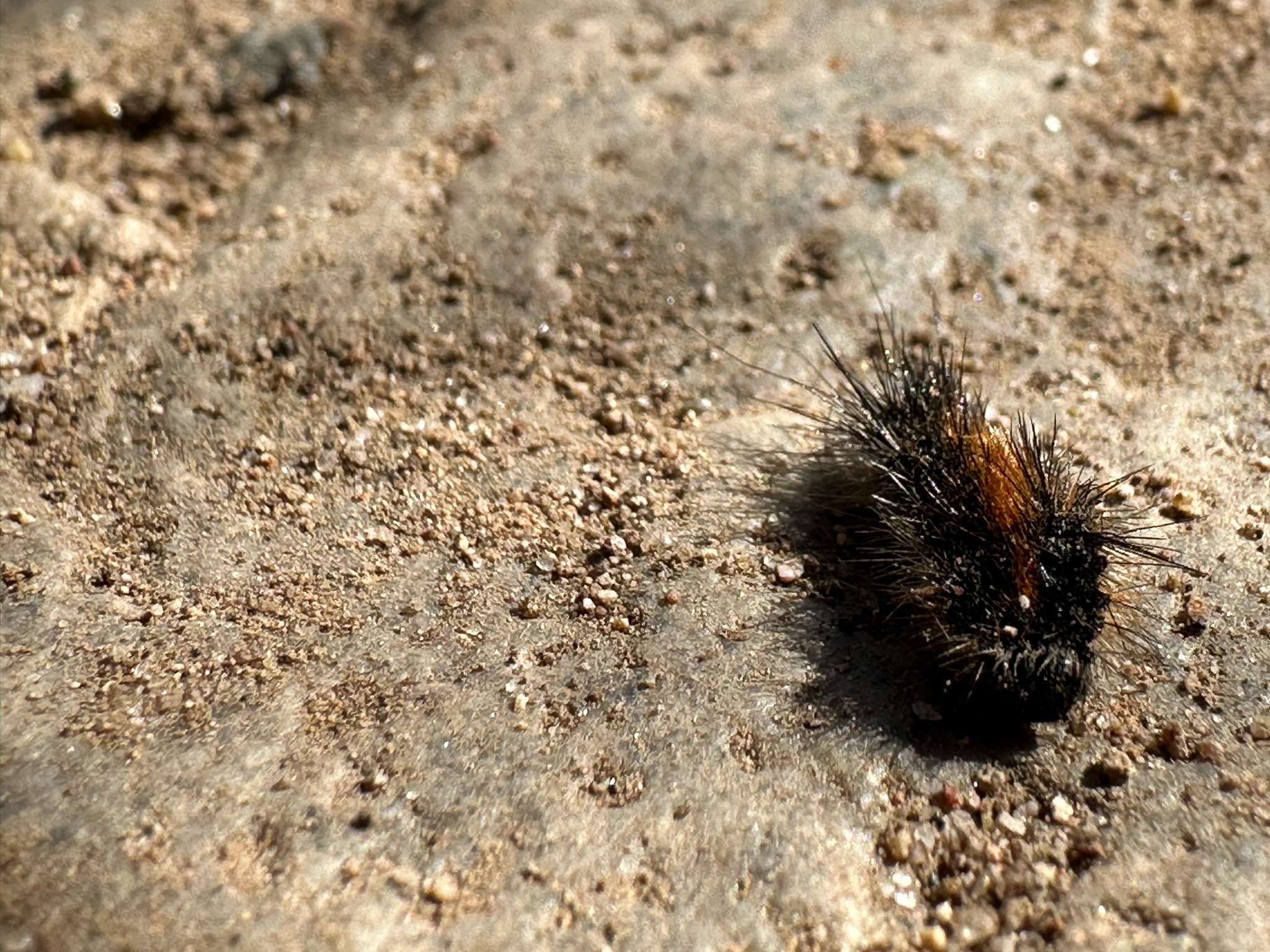 Woolly Bear Caterpillar