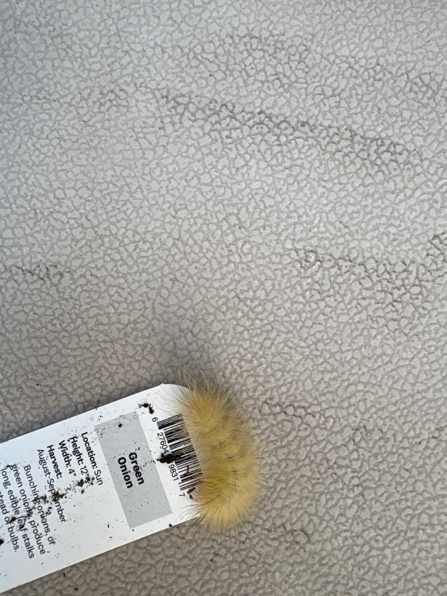 Yellow Bear Caterpillar