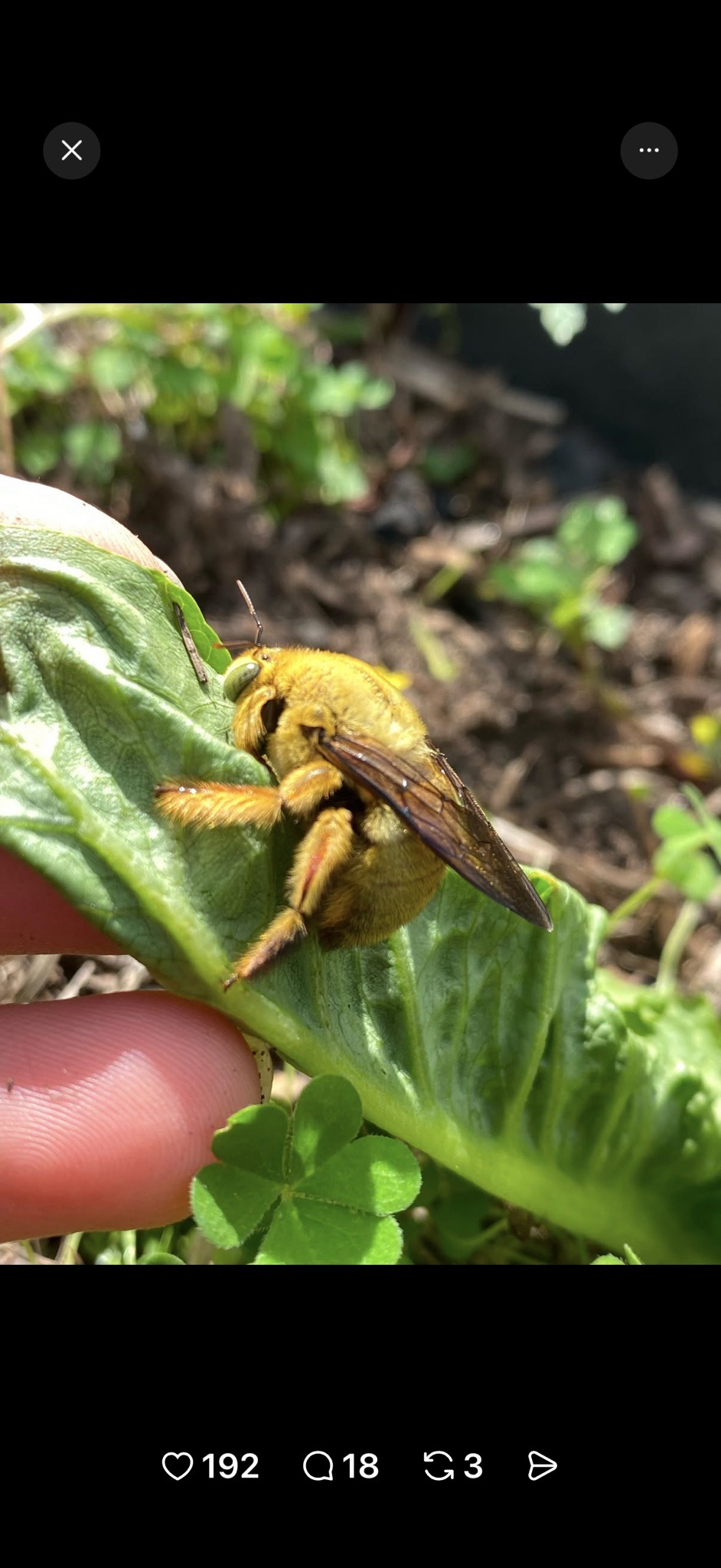 Yellow carpenter bee (likely)