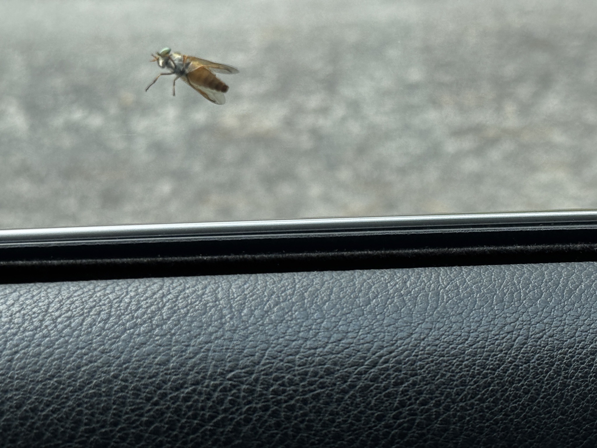 Yellow Fly