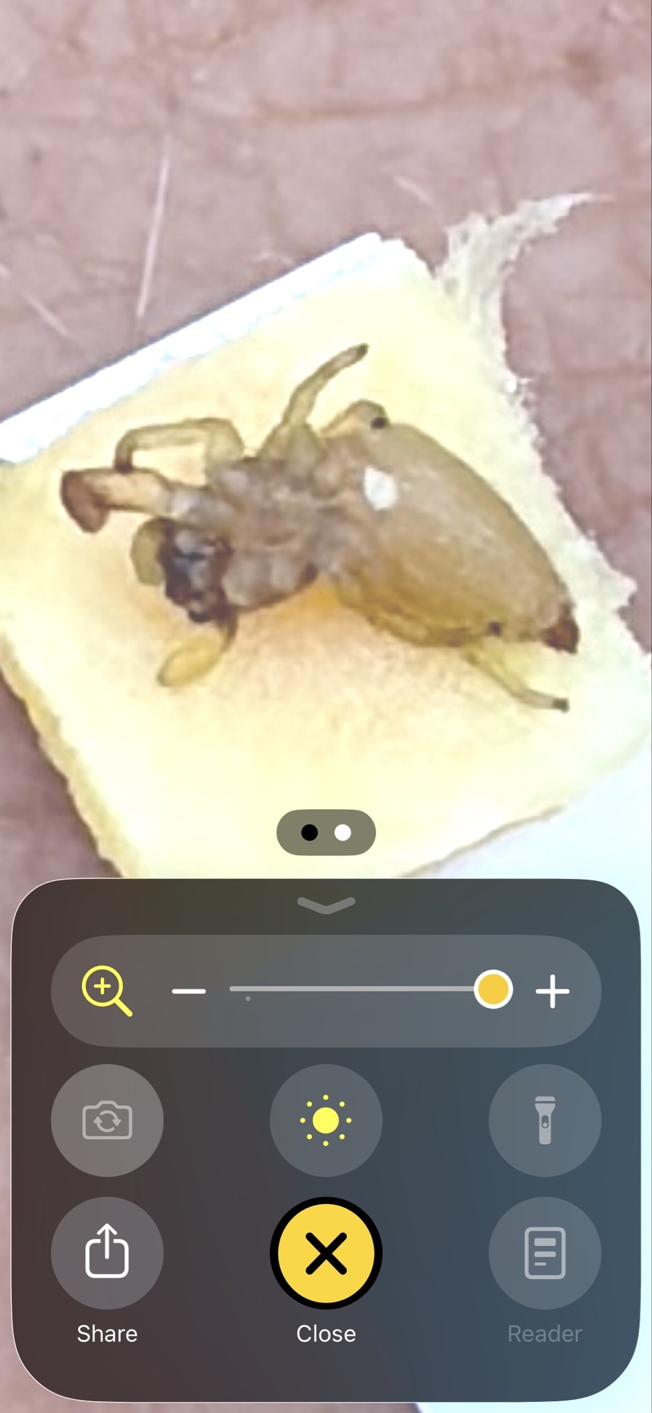 Yellow Sac Spider