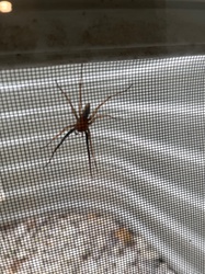 Yellow Sac Spider