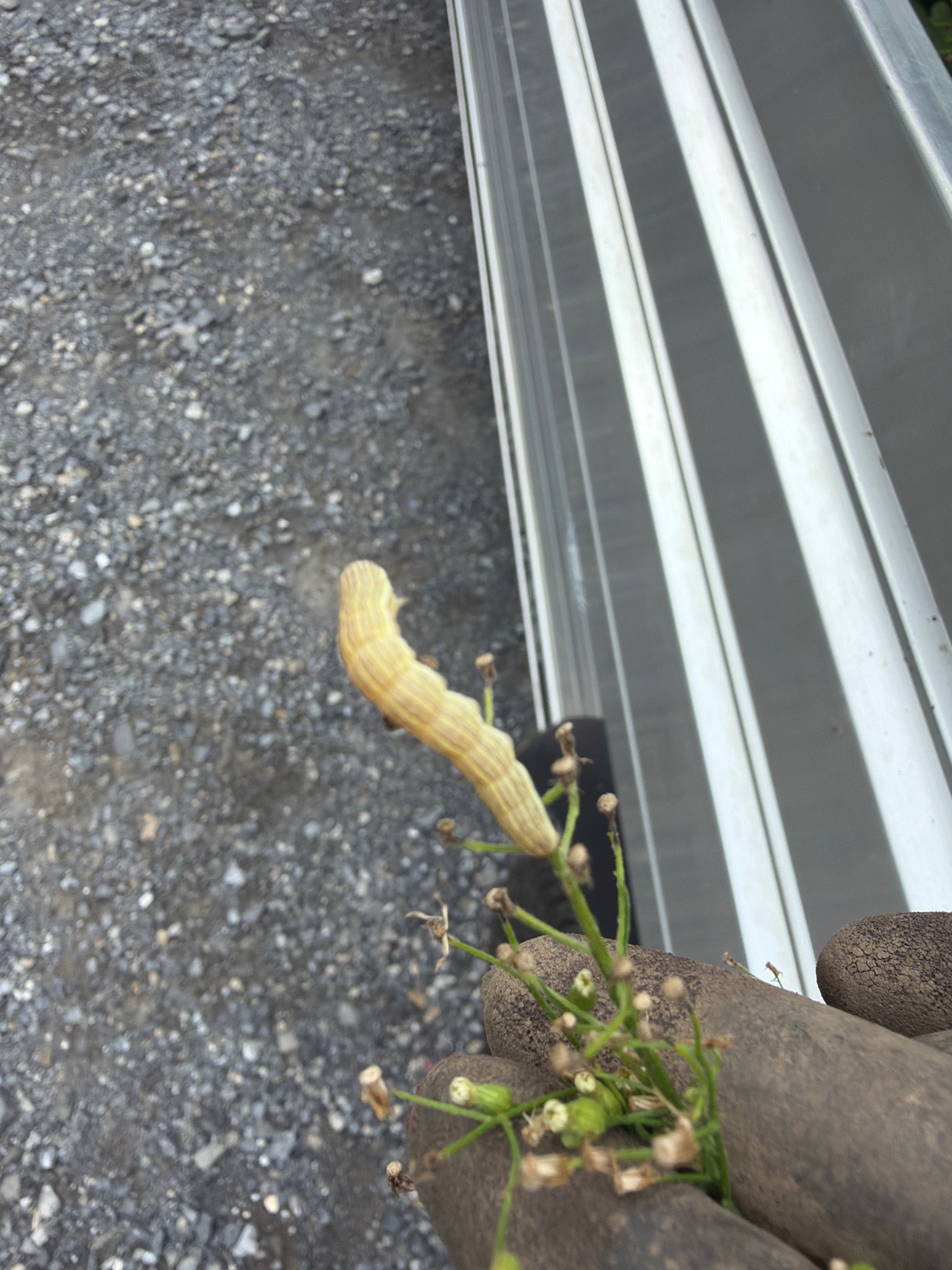 Yellow-striped armyworm (likely)