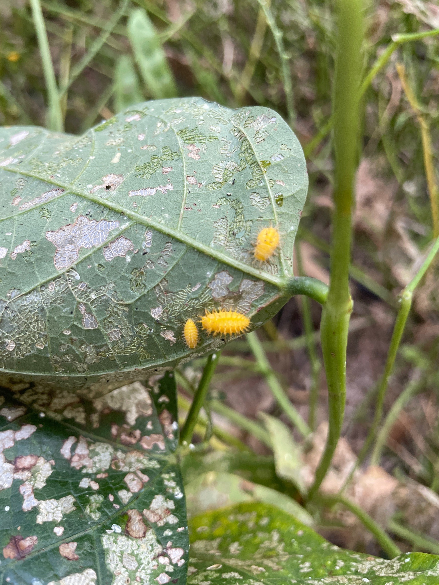 Yellow tussock moth caterpillars (likely)