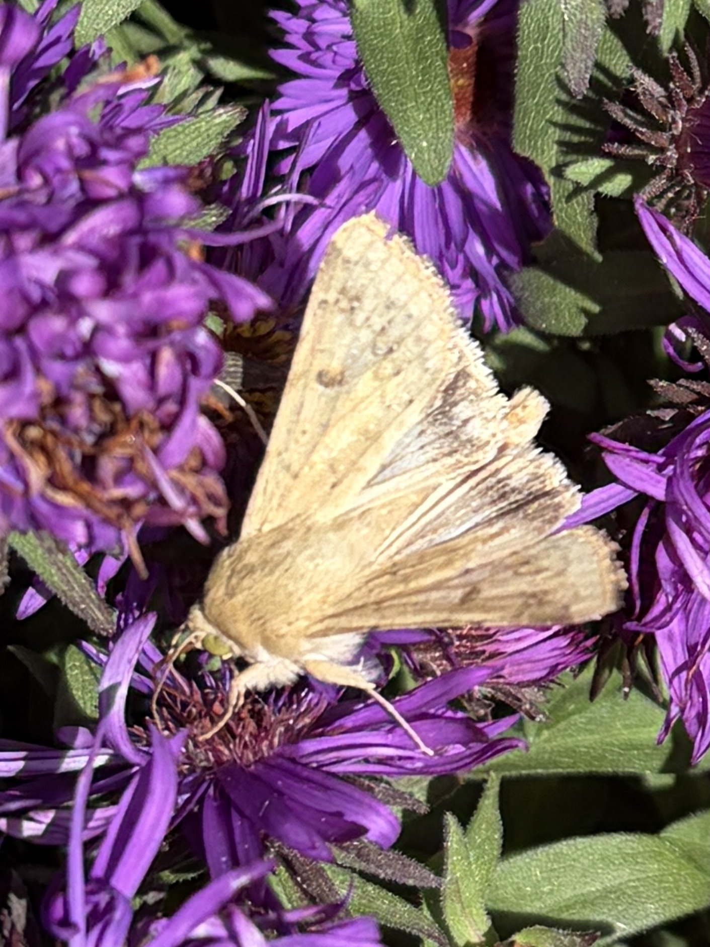 Yellow underwing moth (likely a large yellow underwing)