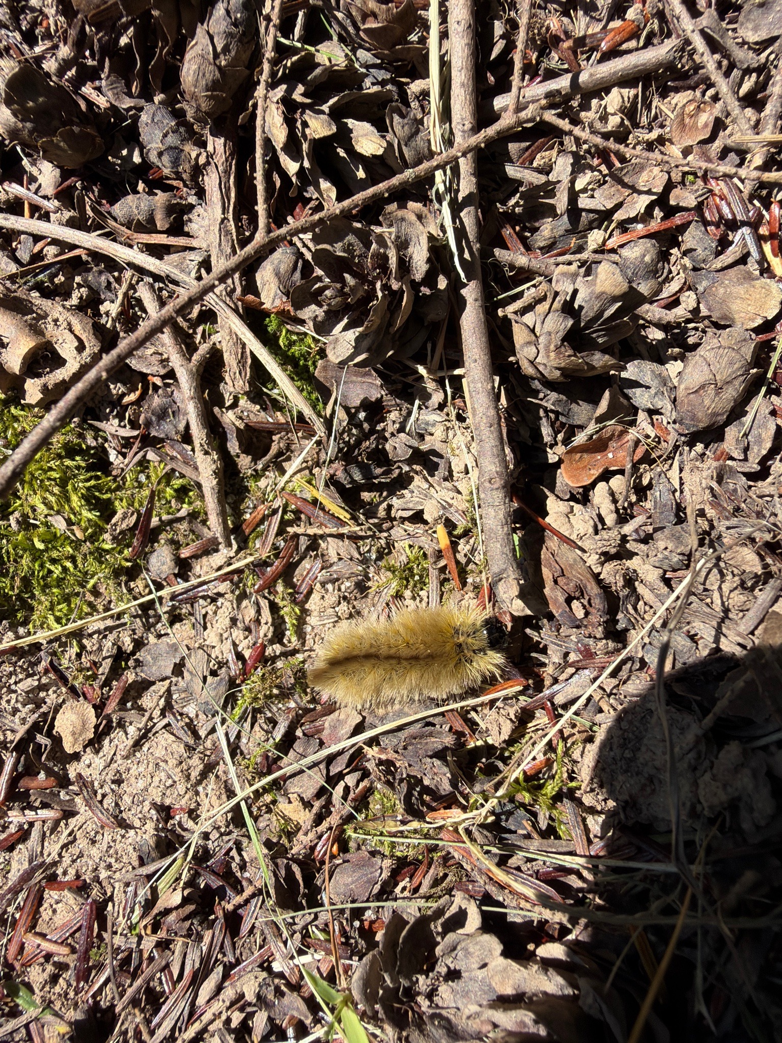 Yellow woolly bear (banded woolly bear caterpillar)