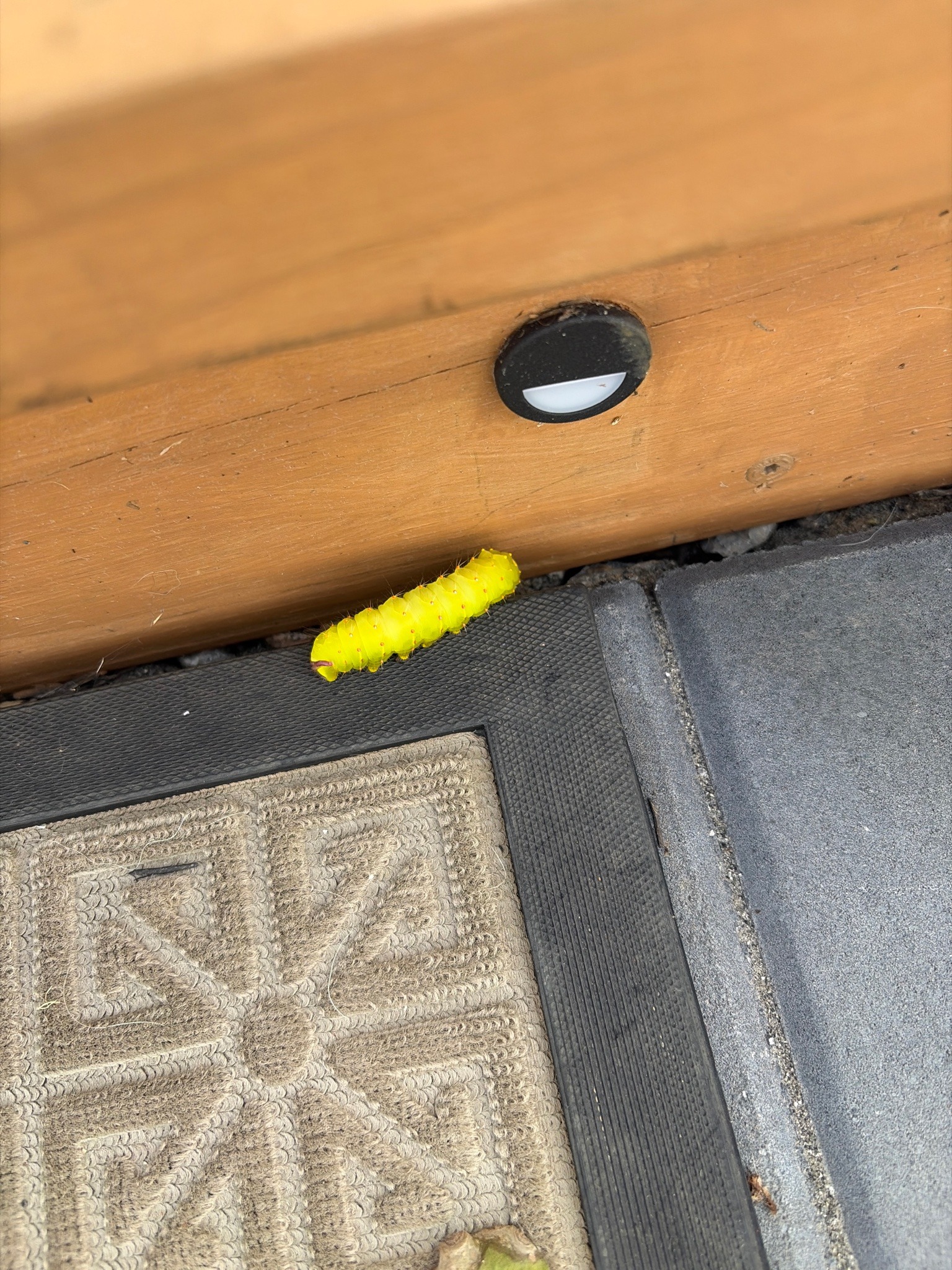 Yellow woolly bear caterpillar (yellow tiger moth caterpillar)