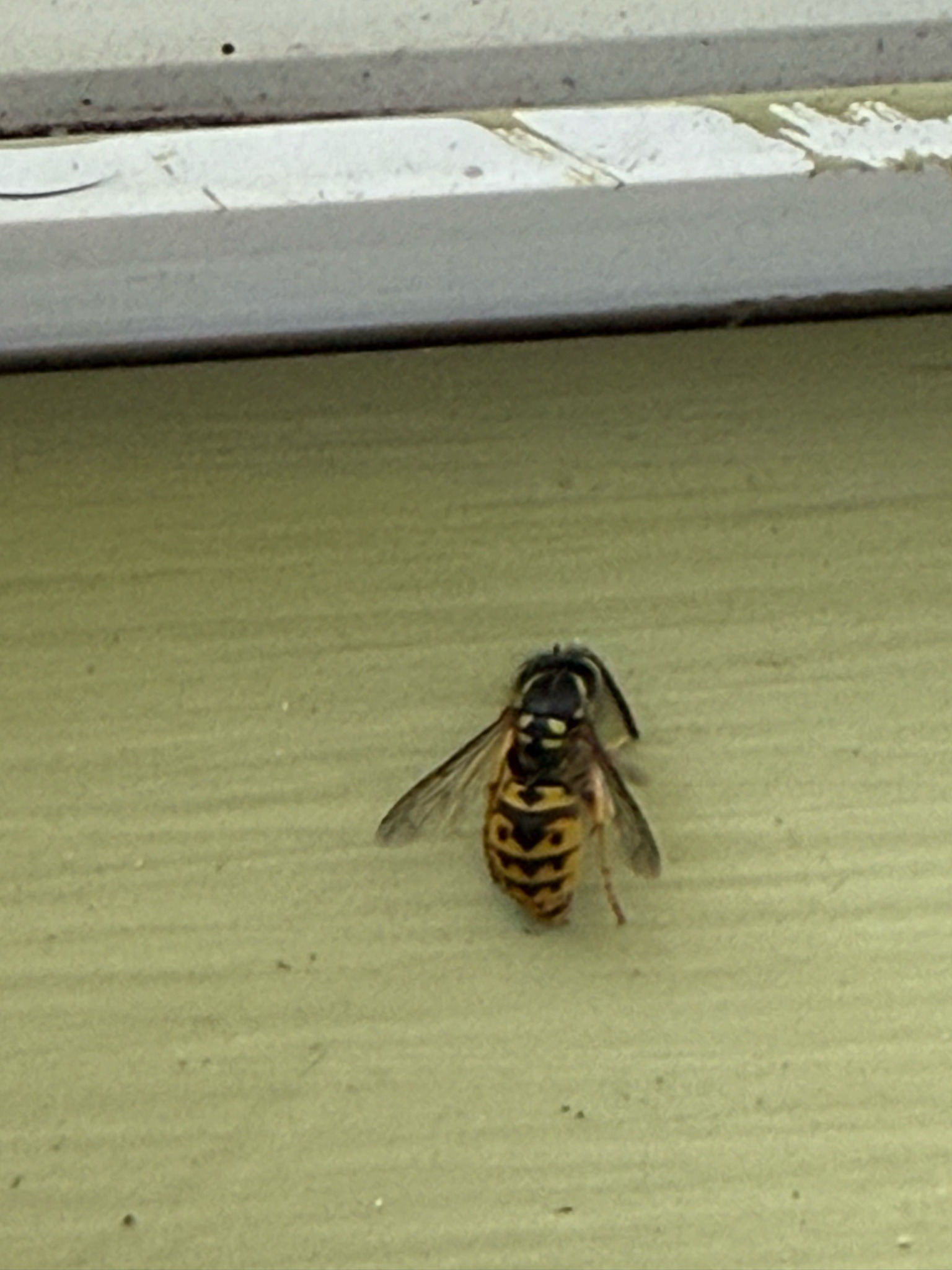 Yellowjacket