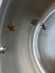 Yellowjacket