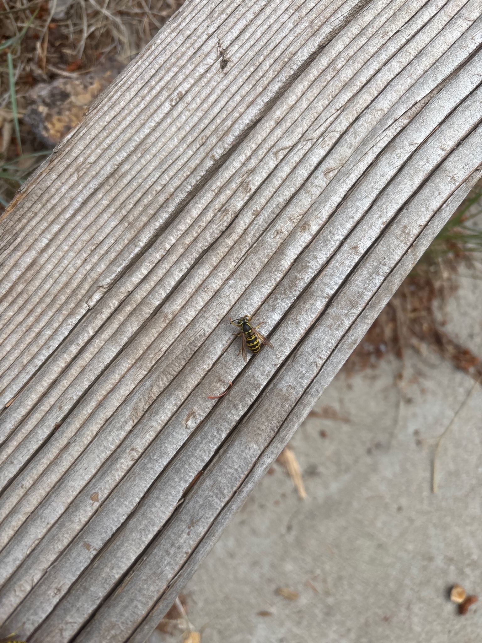 Yellowjacket