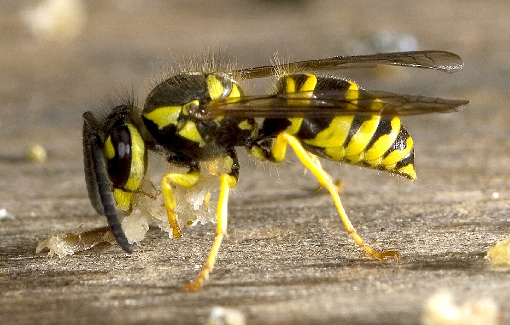 Yellowjacket wasp