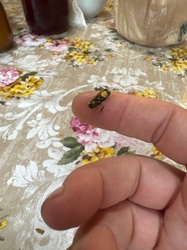 Yellowjacket (wasp)