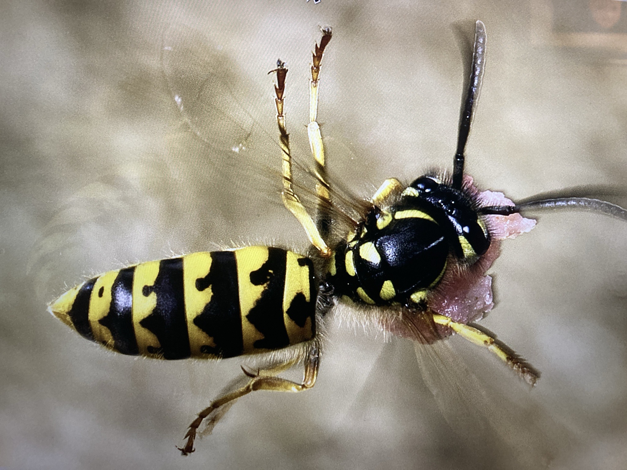 Yellowjacket wasp (likely bald-faced hornet)